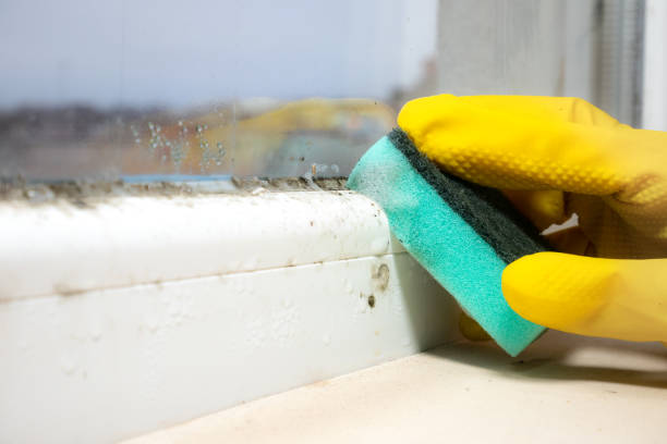 Professional Mold Removal in North Bay Shore, NY