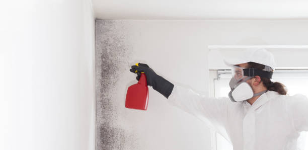 Best Residential Mold Removal  in North Bay Shore, NY