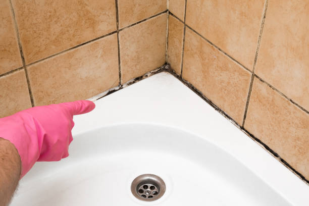 Certified Mold Removal in North Bay Shore, NY